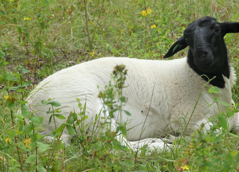 2022 mars, när man tittar på förra årets lamm börjar man längta efter att lamningen ska komma igång 